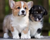 Jigsaw Puzzle two puppies
