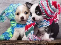 Zagadka Two puppies