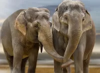 Quebra-cabeça Two elephants