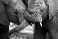 Слагалица Two elephant