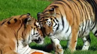 パズル Two tigers
