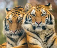 Quebra-cabeça Two tigers