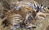 Zagadka Two tigers