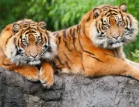 Jigsaw Puzzle Two tigers