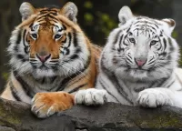 Jigsaw Puzzle Two tigers