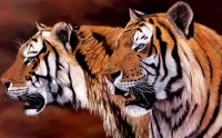 Пазл Два тигра