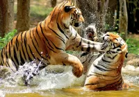 パズル Two tigers