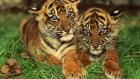 Jigsaw Puzzle Two cubs