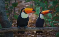 Quebra-cabeça Two toucans