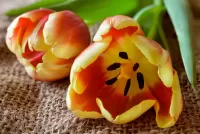 パズル Two tulips