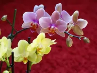 Puzzle dva vida orhidey