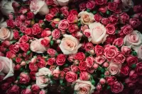 Jigsaw Puzzle Two kinds of roses