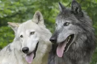 Пазл Два волка