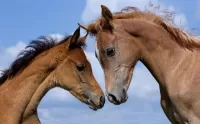 Rompecabezas Two foal