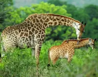 Пазл Два жирафа