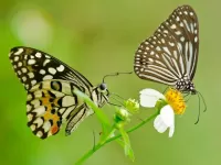 Quebra-cabeça Two butterflies