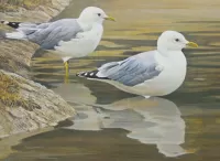 パズル Two seagulls