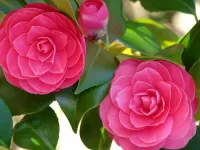 Jigsaw Puzzle Two Camellia