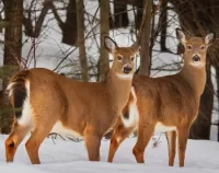 Rompecabezas two roe deer