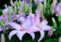 Jigsaw Puzzle Two lilies