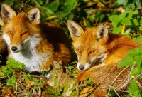 パズル Two foxes