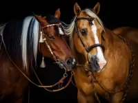 Jigsaw Puzzle Two horses