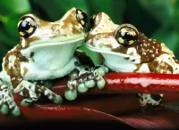 Zagadka two frogs