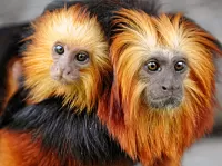 Rompicapo Two monkeys