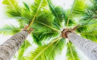 Quebra-cabeça Two palm trees
