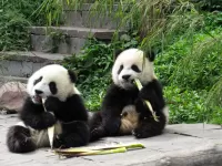 パズル Two pandas