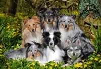 Jigsaw Puzzle Two breeds