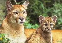Jigsaw Puzzle Two Cougars