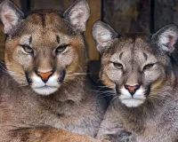 Quebra-cabeça two cougars