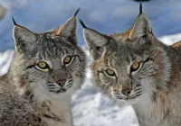 パズル Two lynx
