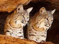 Jigsaw Puzzle Two lynxes