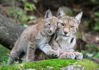 Rompecabezas Two lynx