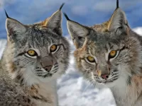 Quebra-cabeça Two Lynx 