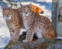Quebra-cabeça Two lynxes