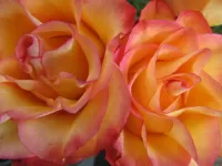Slagalica Two roses