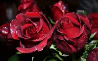 Quebra-cabeça Two roses