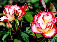 Jigsaw Puzzle Two roses