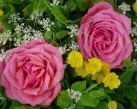 パズル Two pink roses