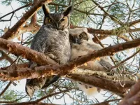 パズル Two owls