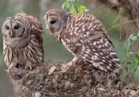 パズル Two owls