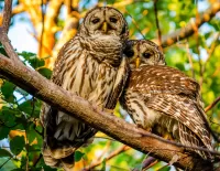 Quebra-cabeça two owls
