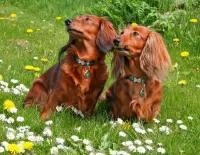 Слагалица Two dachshunds