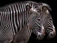 Jigsaw Puzzle Two zebras