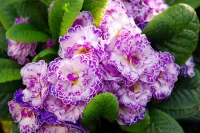 パズル Bicolor primrose