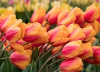 Quebra-cabeça Two-tone tulips