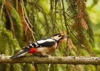 Zagadka Woodpecker